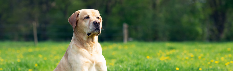 Dog Portrait