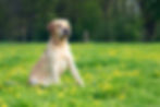 hond met paardenbloemen