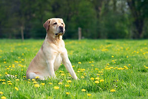 Pet Health Plan Breadstone
