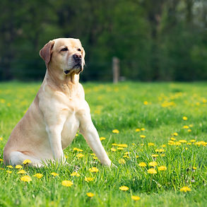 Dog Portrait