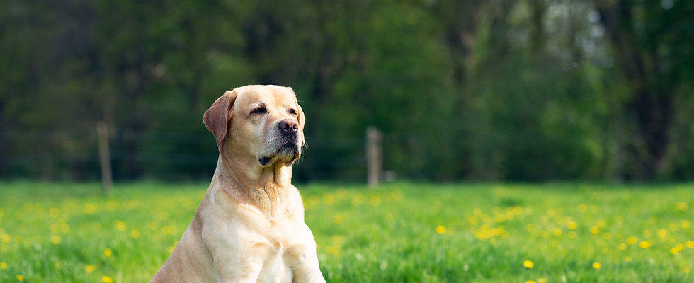 Dog Portrait