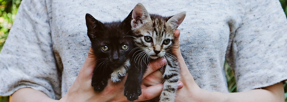 Kittens