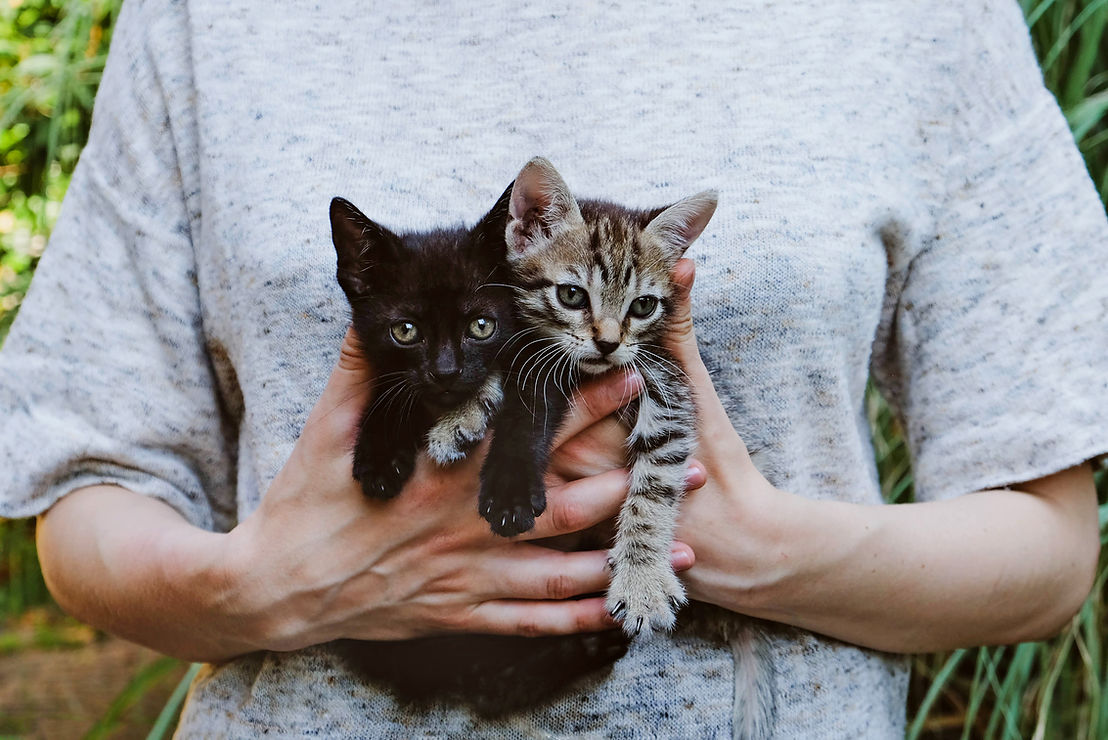 Kittens