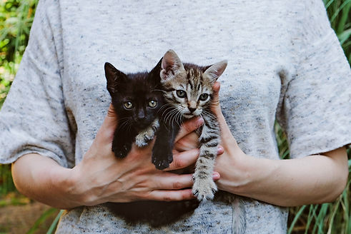 chatons