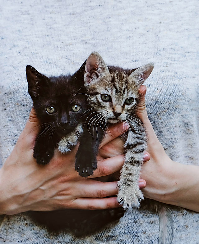 Kittens