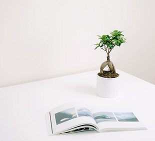 植物と本