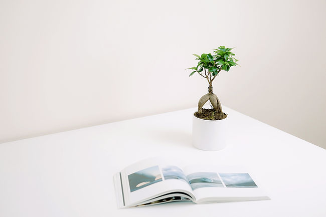 植物と本