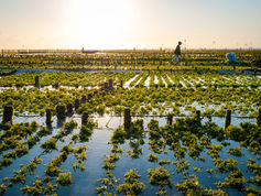 Smart microfarming for algae superfood established