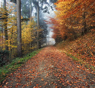 Wald im Herbst