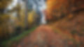 Fall Leaves