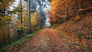 Wald im Herbst