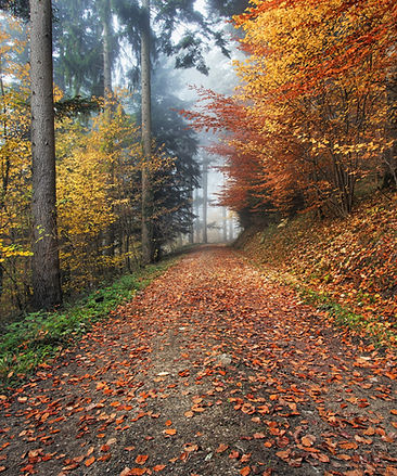 Fall Leaves