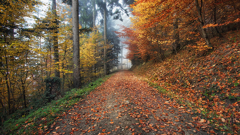 Fall Leaves