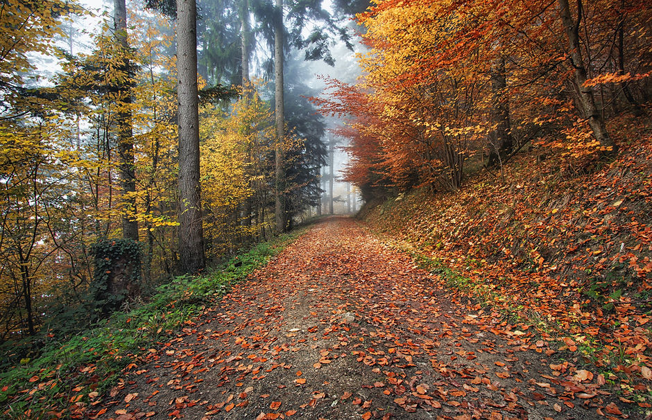 Fall Leaves
