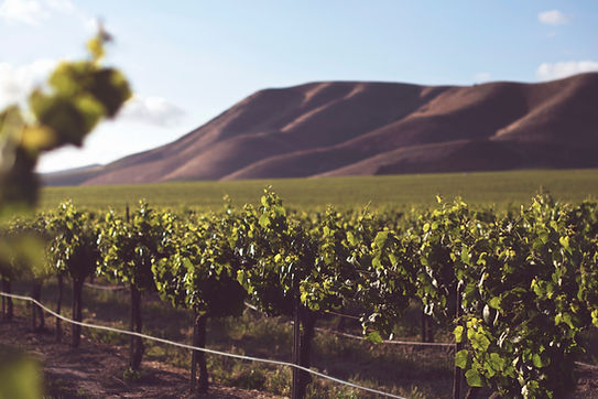 Vineyard 
