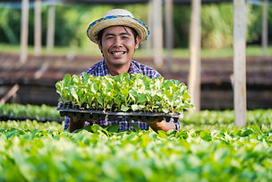 A man growing vegetable
