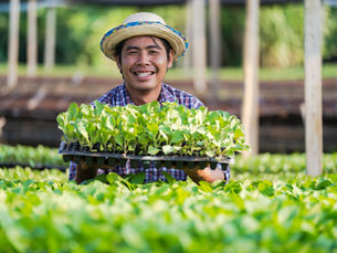 Hidroponik dan Urban Gardening : Solusi Berkebun di Perkotaan