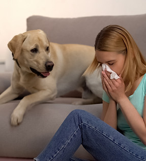 Fur Particles Allergy