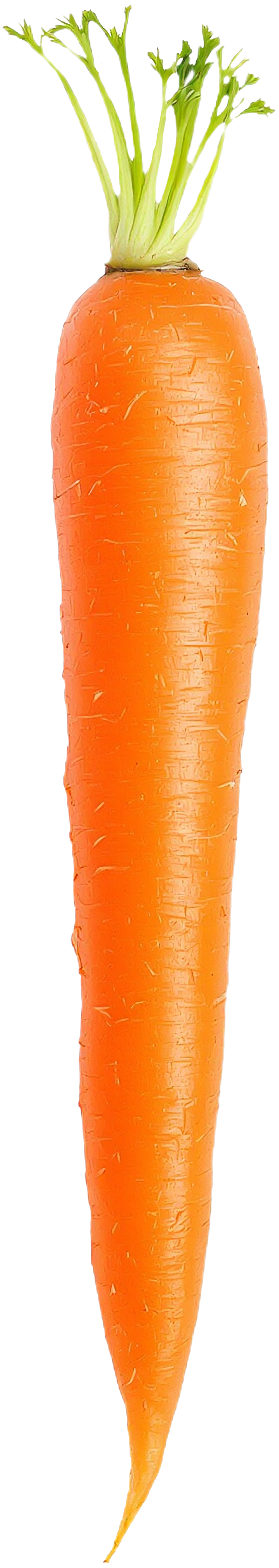 Fresh Orange Carrot