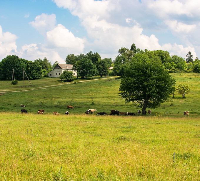 Cows Grazing in Fields