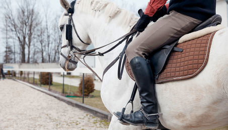 Cavalo de adestramento