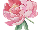Pink Peony Illustration