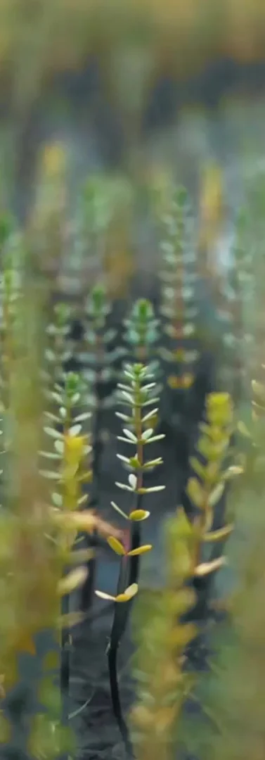 Home 白云山维一植物精油 马来西亚马六甲代理