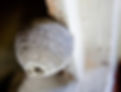 close-up image of Wasp Nest