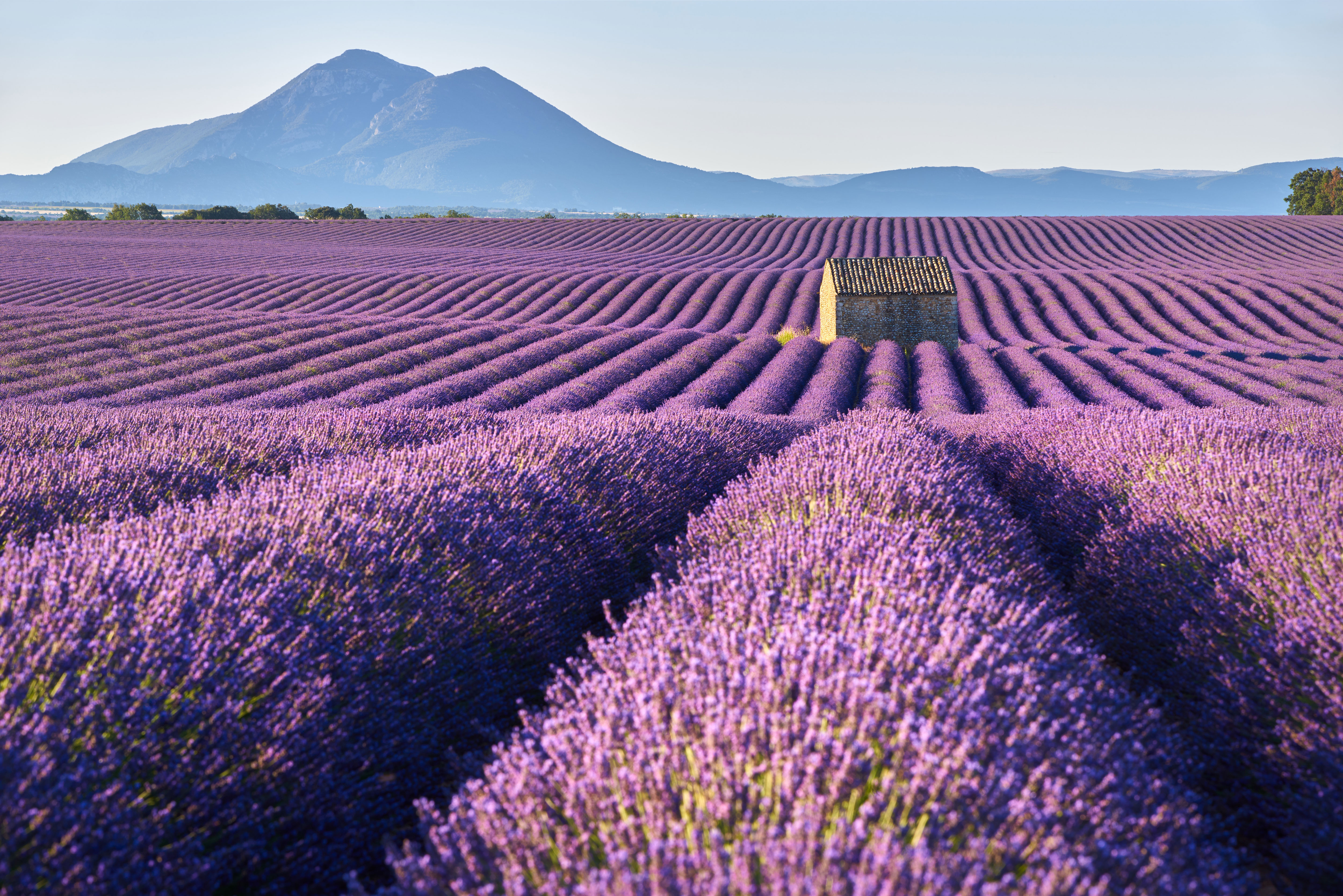 campo de lavanda