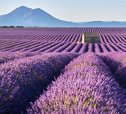 Campos de lavanda