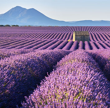 Lavender Fields