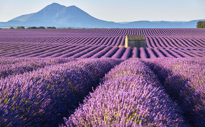 Lavender Fields 