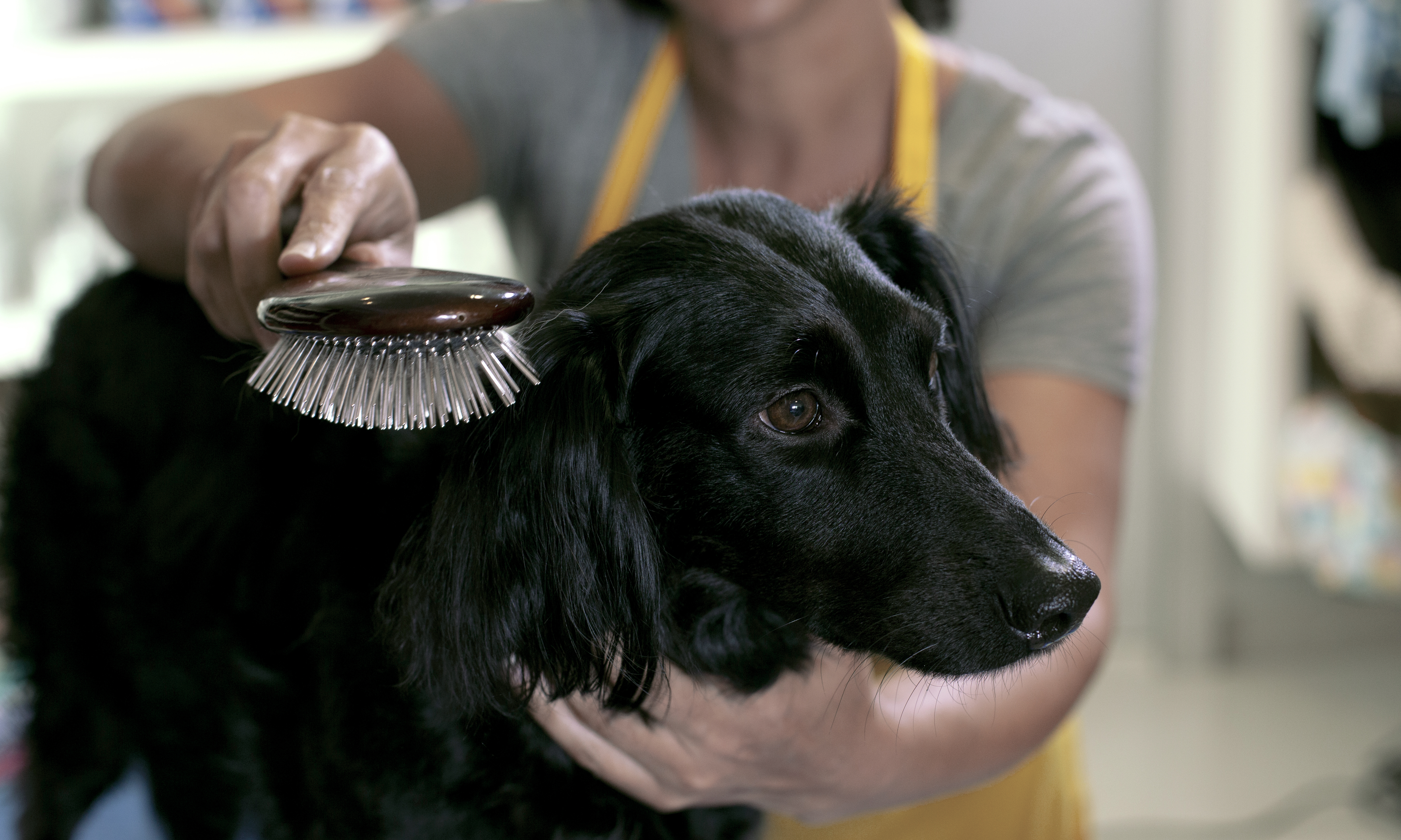 Dog Grooming