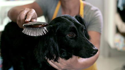 Dog Grooming