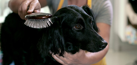Dog Grooming