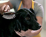 Dog Grooming