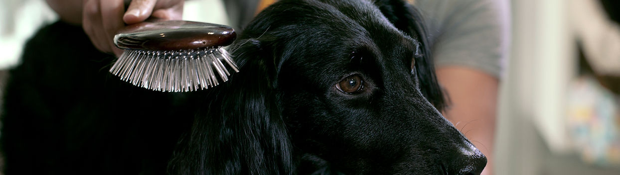 Dog Grooming