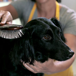 Dog Grooming