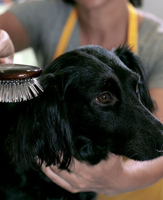 Dog Grooming