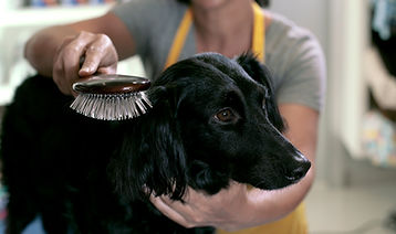 Dog Grooming