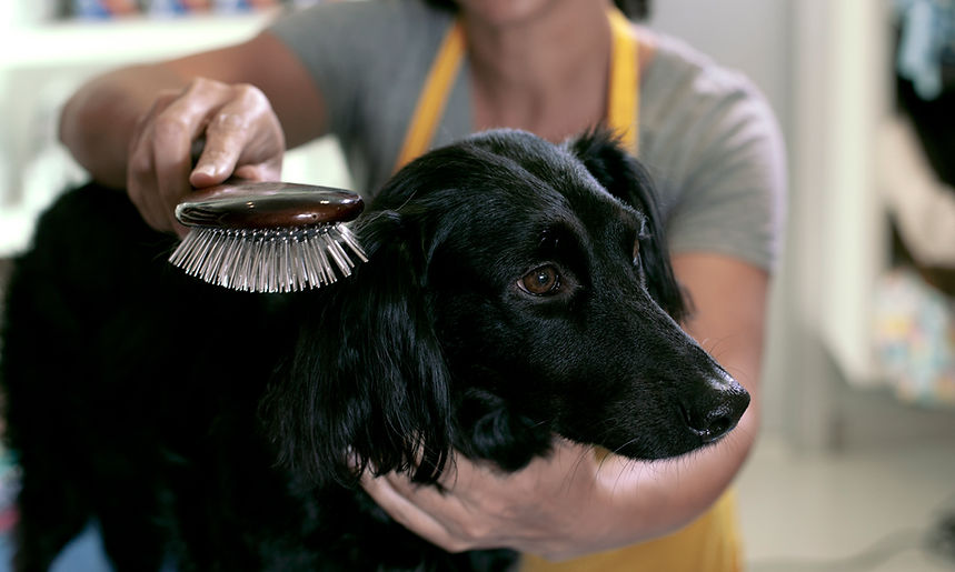 Cuidados del perro