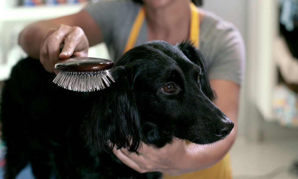 Dog Grooming