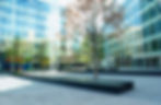 Tree between buildings