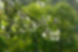 Branch with Catkins