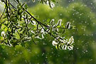 Branch with Catkins