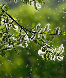 Spring Willow Branch