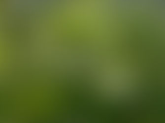 Ao Tempo Natural e os Botões de Rosa