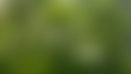 spring allergies from a willow branch