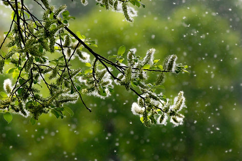 Spring Willow Branch