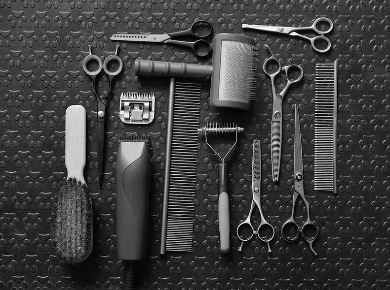 Dog Grooming Posh Paws Grooming Ocala